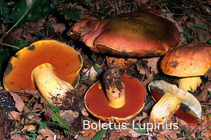 Foto Boletus-Lupinus