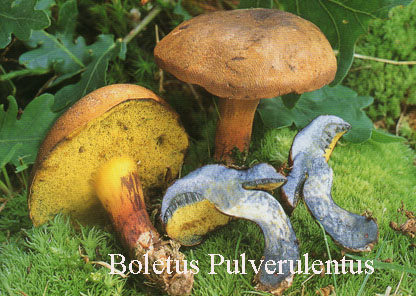 Foto Boletus-Pulverulentus