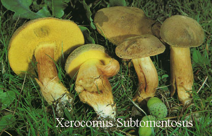 Foto Xerocomus-Subtomentosus