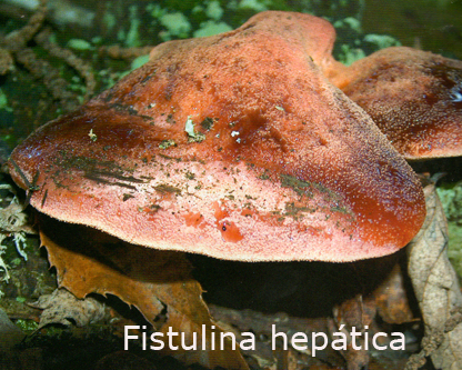 Foto Fistulina-hepática