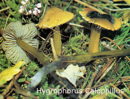 Foto Higrophorus-Calophillus