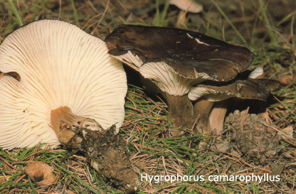 Foto Hygrophorus-Camarophyllus