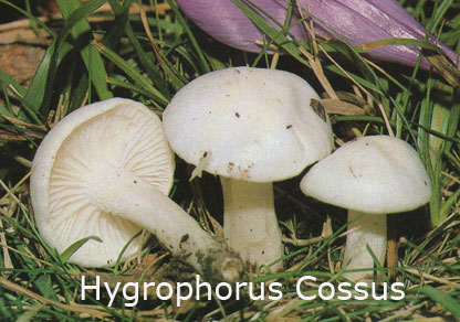 Foto Hygrophorus-Cossus