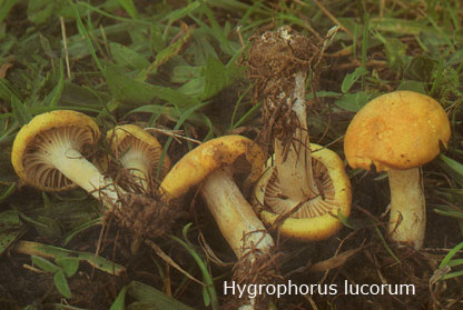 Foto Hygrophorus-Lucorum
