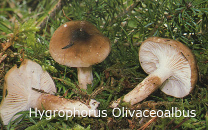 Foto Hygrophorus-Olivaceoalbus
