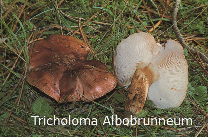 Foto Tricholoma-Albobrunneum