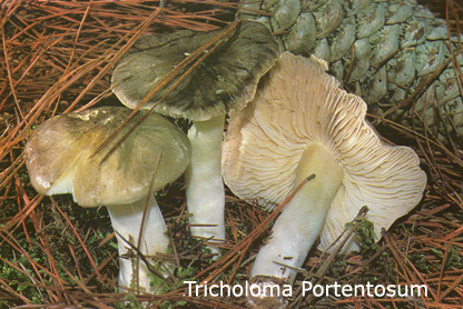 Foto Tricholoma-Portentosum
