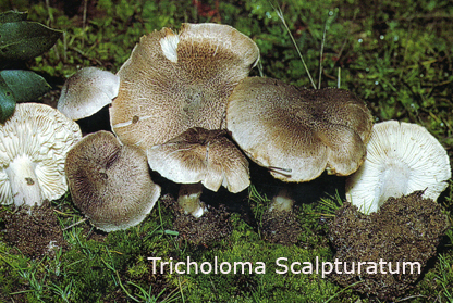 Foto Tricholoma-Scalpturatum