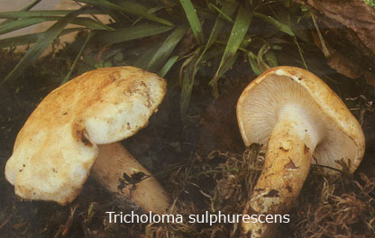 Foto Tricholoma-Sulfurescens