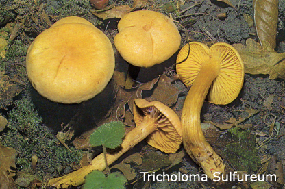 Foto Tricholoma-Sulfureum