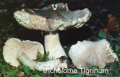 Foto Tricholoma-Tigrinum