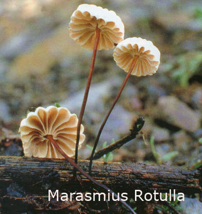 Foto Marasmius-Rotula